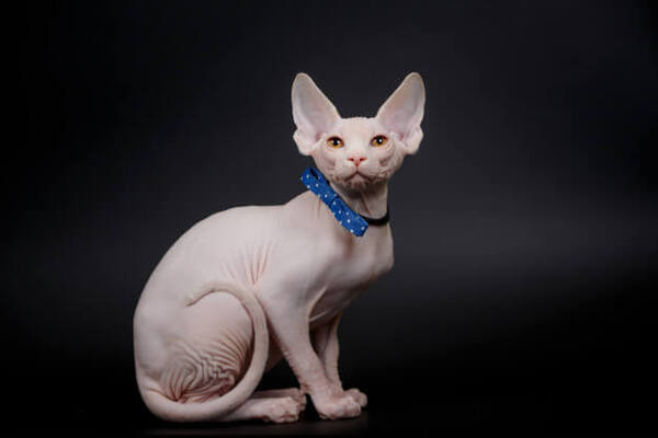 Tüysüz Kedi-Sphynx Özellikleri ve Bakımı - Pet İhtiyaç Blog