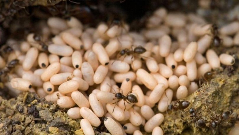 Karınca Yumurtası Yağı Nedir ve Ne İşe Yarar? Karınca Yumurtası Yağının  Bilinmeyen Faydaları Neler?