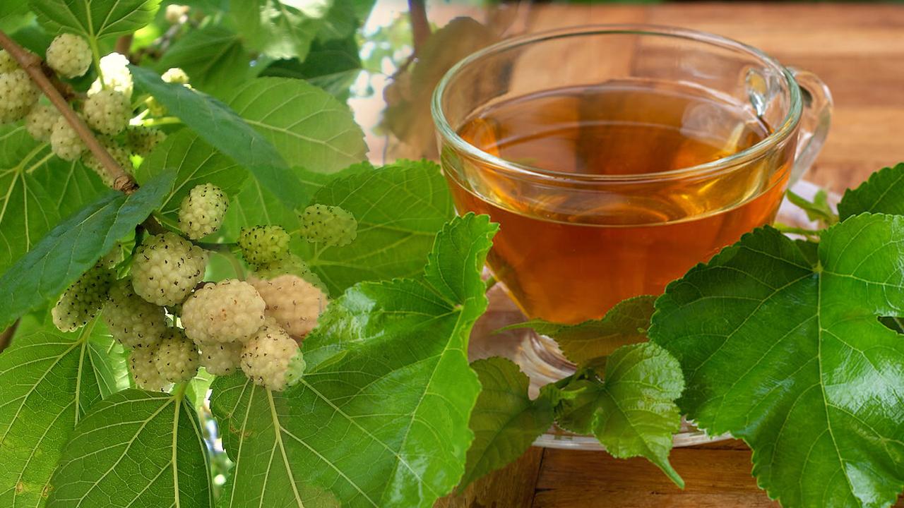 Taze dut yaprağı çayı faydaları nelerdir? Dut yaprağı çayı nasıl demlenir?  - Haber 7 SAĞLIK