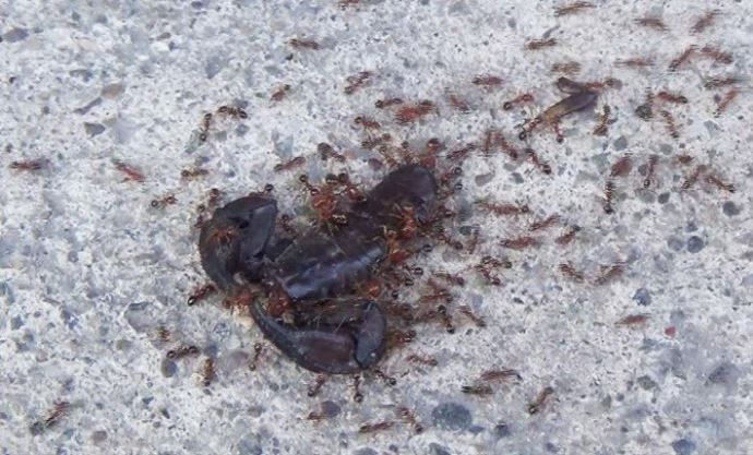 Karıncalar akrebi böyle taşıdı - Türkiye Gazetesi
