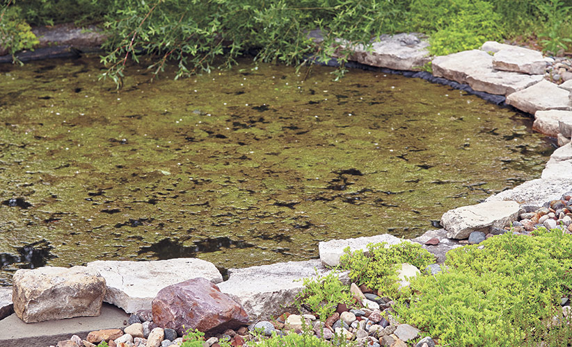 How to get rid of algae in your garden pond | Garden Gate