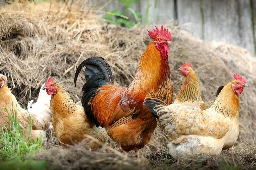Growing Organics: Basics to Backyard Chickens