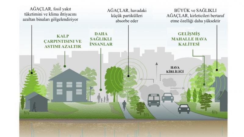 Şehirleri ağaçlandırmanın çevresel faydaları | Independent Türkçe