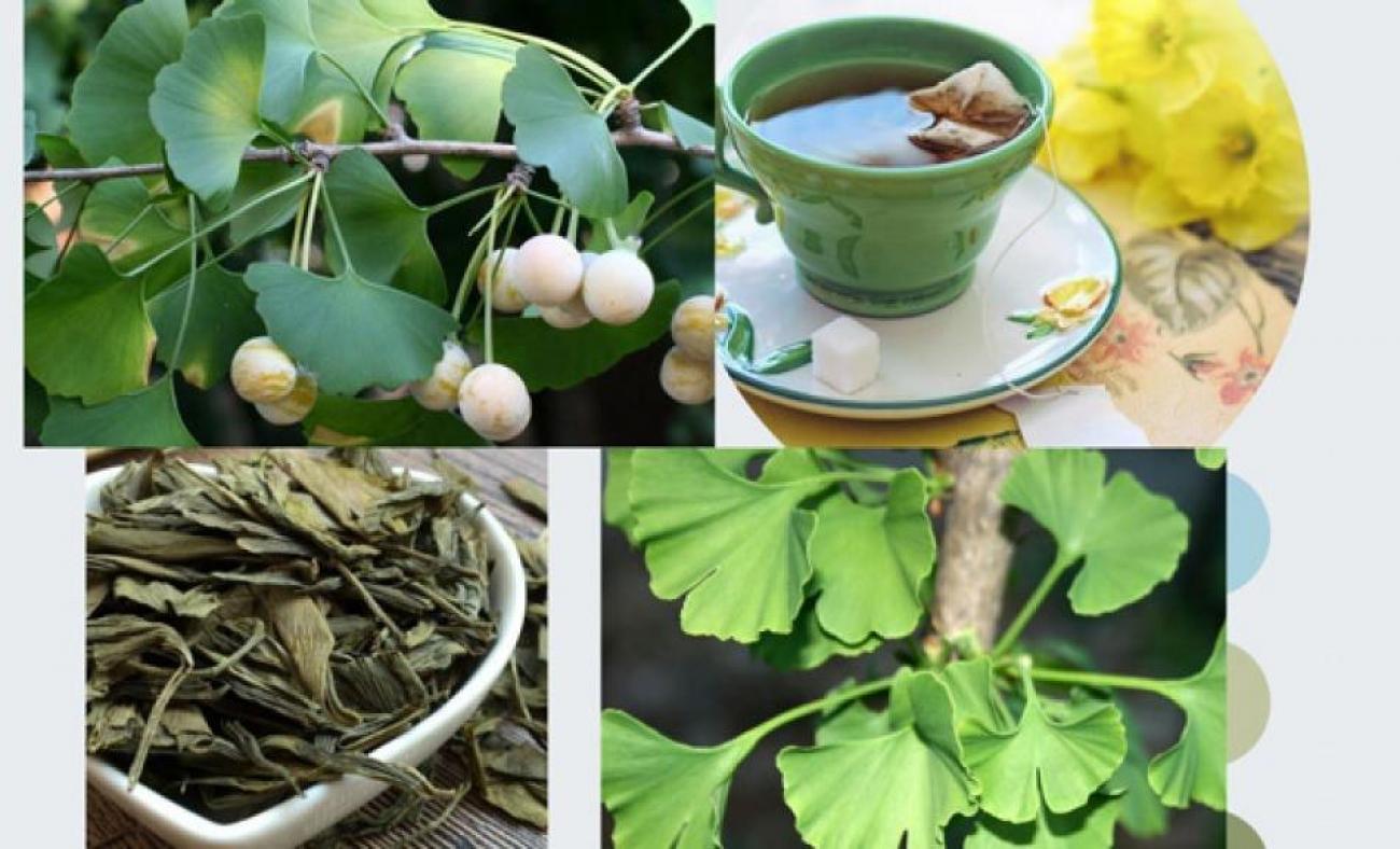 Ginkgo biloba bitkisinin faydaları nelerdir? Gingo biloba çayı nasıl  yapılır? - Sağlık Haberleri