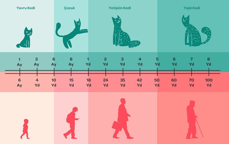 Kedi Yaş Hesaplama - Kedilerde İnsan Yaşı | Markamama