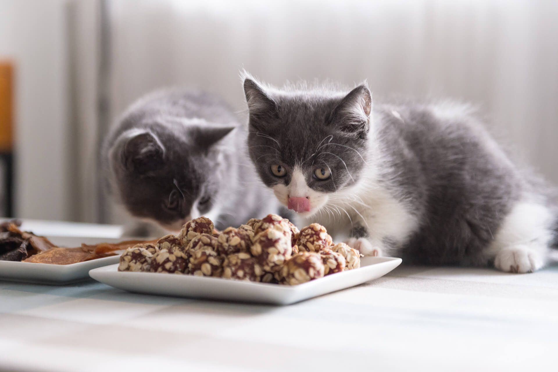 Yavru Kedi Ne Yer, Nasıl Beslenir? - Miyavliyo