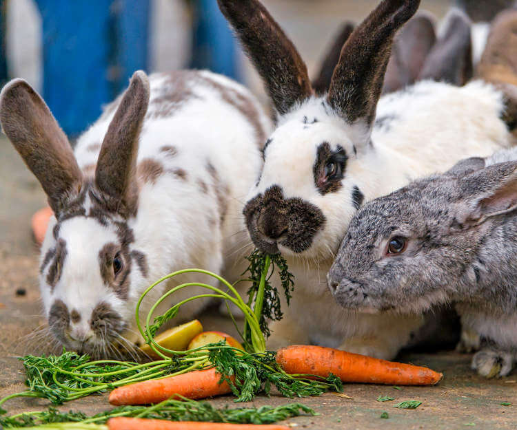 Tavşanlar Ne Yer Ne İçer - Otlar, Meyveler, Sebzeler | evcil hayvan