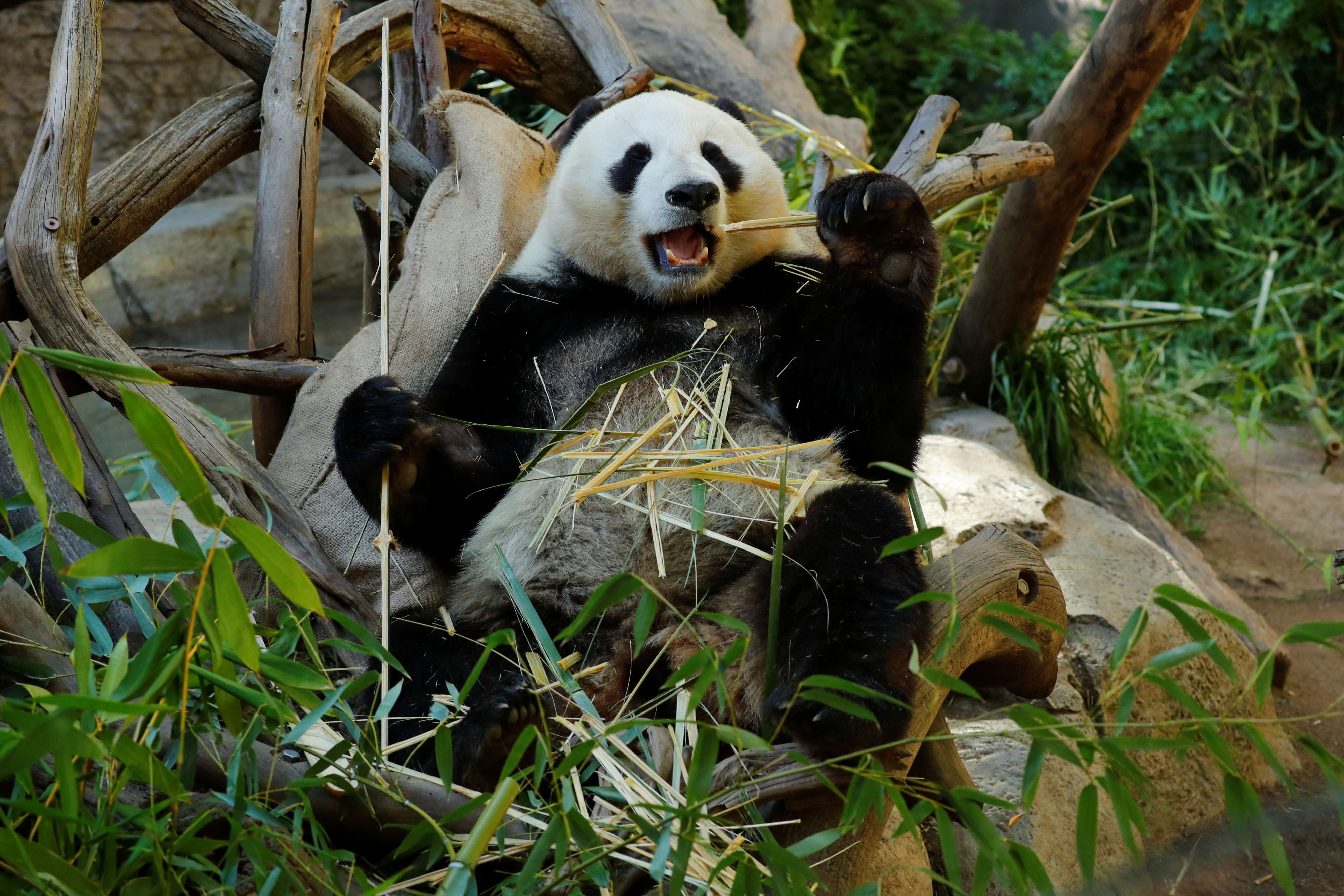 Çinli bilim insanları araştırdı: Sadece bambu yiyen pandalar nasıl şişman  kalıyor? | Independent Türkçe
