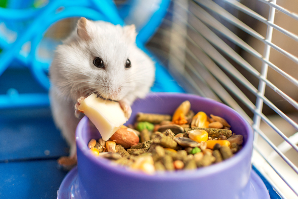 Hamsterların Uzak Durması Gereken Besinler | Petzz Blog