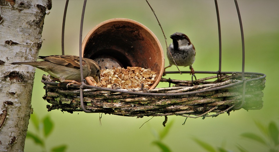 Serçe Beslenme Yeri Ötücü Kuşlar - Pixabay'de ücretsiz fotoğraf