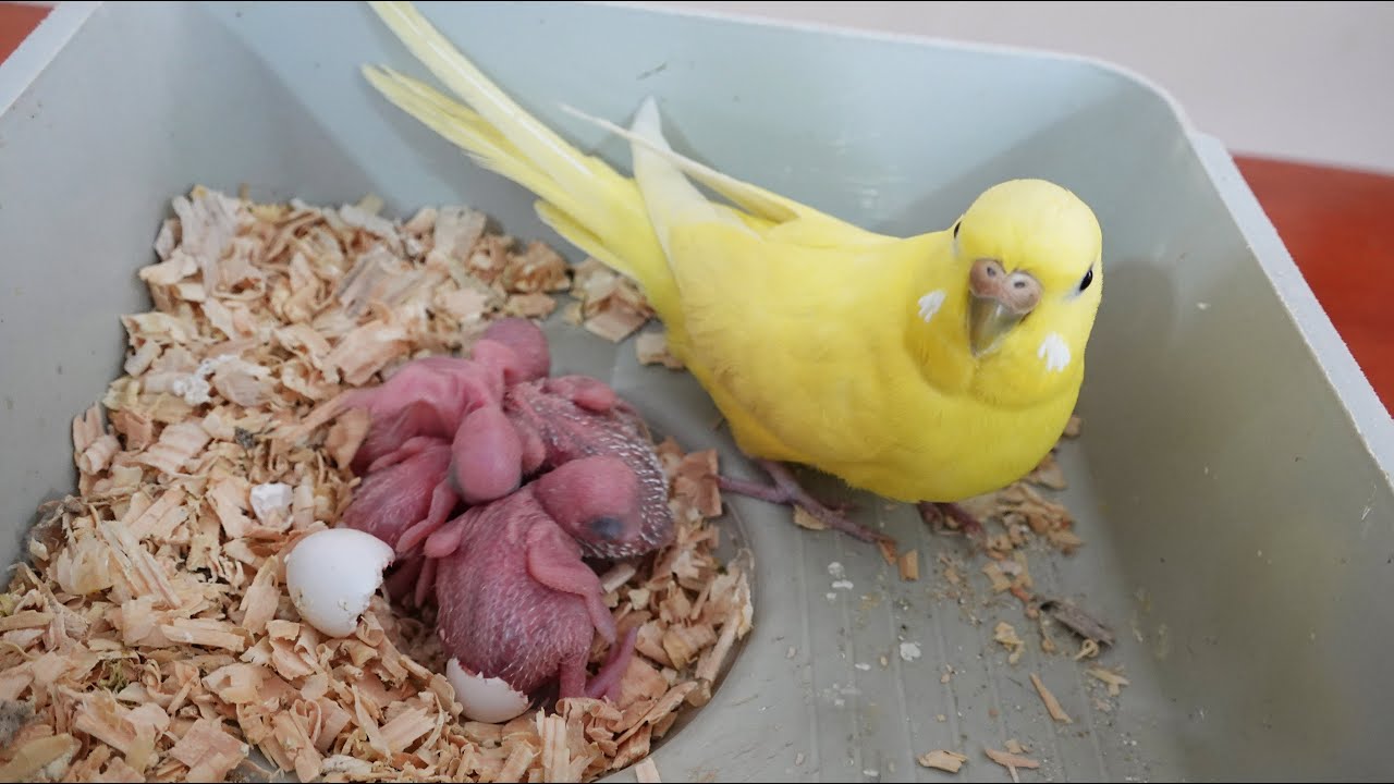 Yeni Yavru Kuşlar Çıktı Muhabbet Kuşu - YouTube