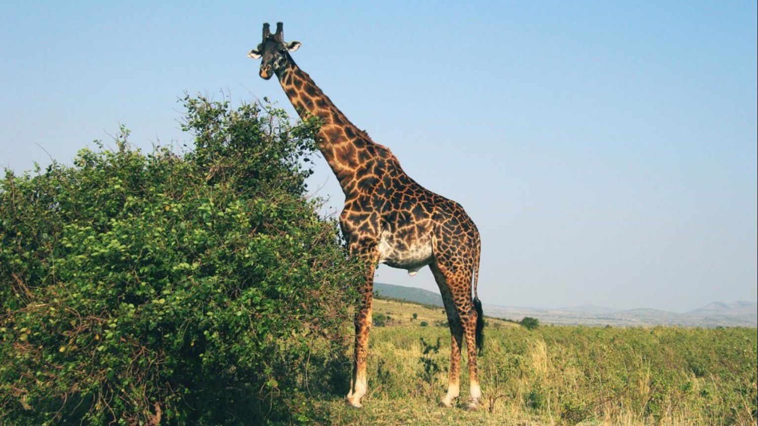 Zürafa (Giraffa) - Evrim Ağacı