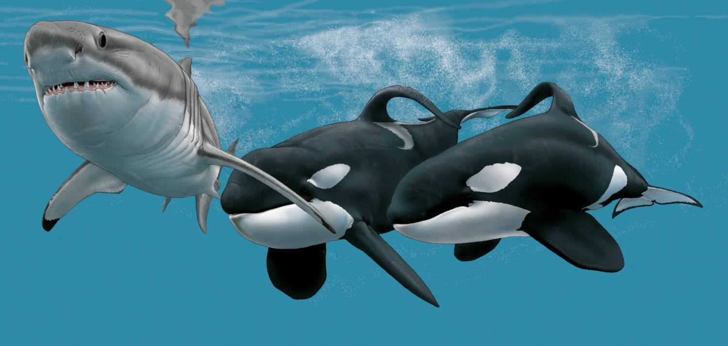 Orque vs requin blanc : l'histoire de Bâbord et Tribord