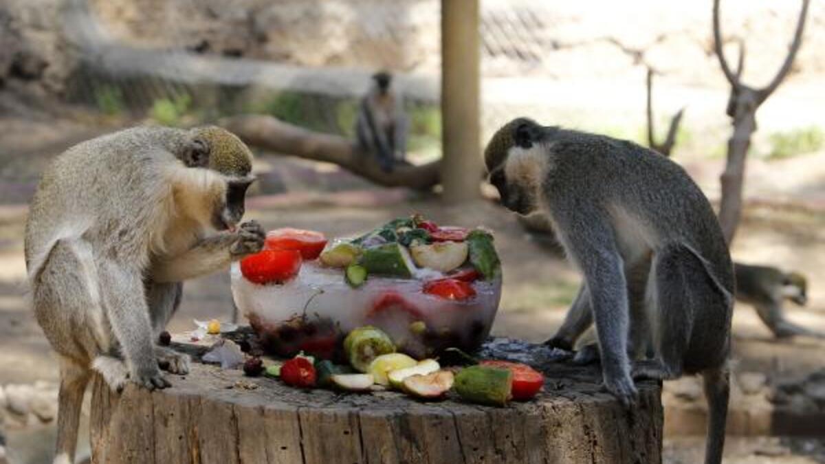 Antalya Haberleri - Ayı ve maymunlara buzlu meyve diyeti - Son Dakika Yerel  Haberler