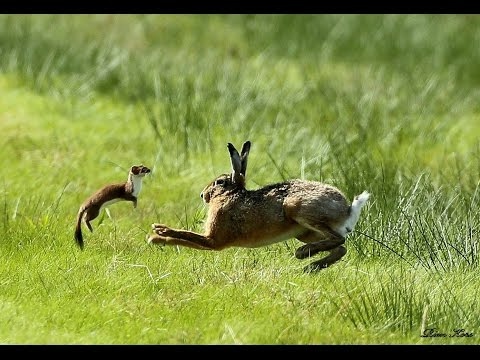 Sansarın Tavşan avı ( Gelincik ) 2016 Weasel Attack Hare rabbit - YouTube