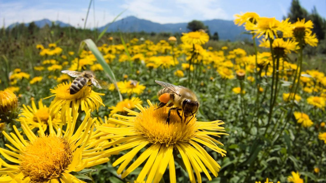 Arı Sokması ve Arılardan Korunma - Tek Başına da Olur