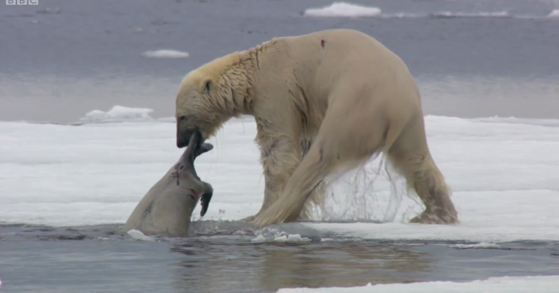 Kutup Ayısının Fok Balığını Avlaması | İzlesene.com