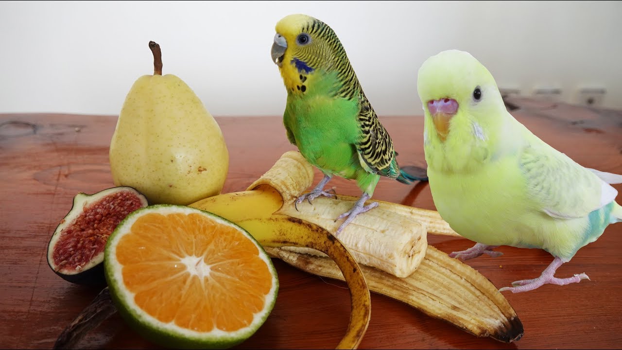 Top 22 Best Vegetables and Fruit to Feed Your Budgie - YouTube