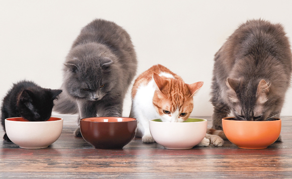 Kedi Beslenmesi Nasıl Olmalı? - kediannesi.com