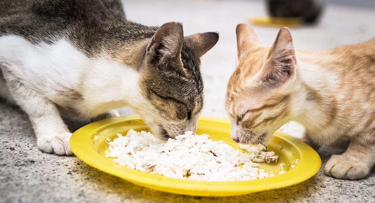 Kedilerde Beslenme Nasıl Olmalı? - Kedi Blog