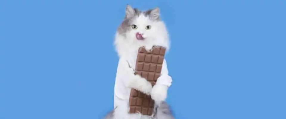 Kedilerde çikolata zehirlenmesi | Bilmeniz gerekenler» Petibom