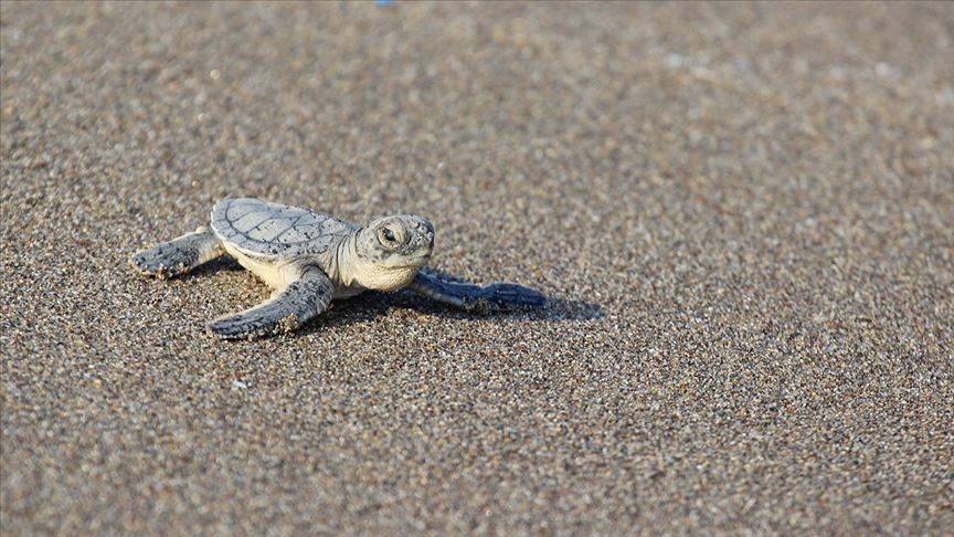 Binlerce kaplumbağa yavrusu denizle buluştu