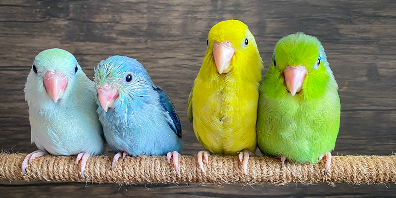 Muhabbet Kuşu Kaç Yıl Yaşar? – Yücelen Hayvan Hastanesi