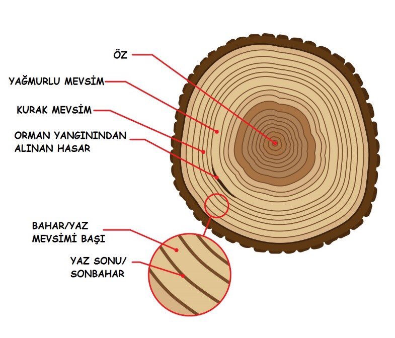Mehmet Babaoğlu on Twitter: "Araştırmada bin yıllık ağaçların büyüme  halkalarını incelemiş, yıllara göre iklim şartlarını tahmin etmişler. Ağaçların  yaşı, yaşadığı şartların analiziyle ilgili güzel çizim ve açıklamalar  burada: - https://t.co/waHaNsAUF4 ...