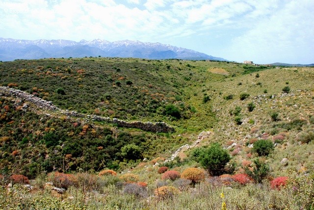 Türkiye'de Maki Bitki Örtüsünün Dağılışı ve Maki Türleri - Coğrafya Defterim