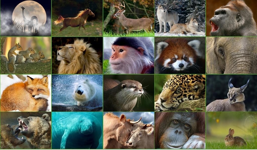 Memeli hayvanların özellikleri nelerdir ? - Zooloji