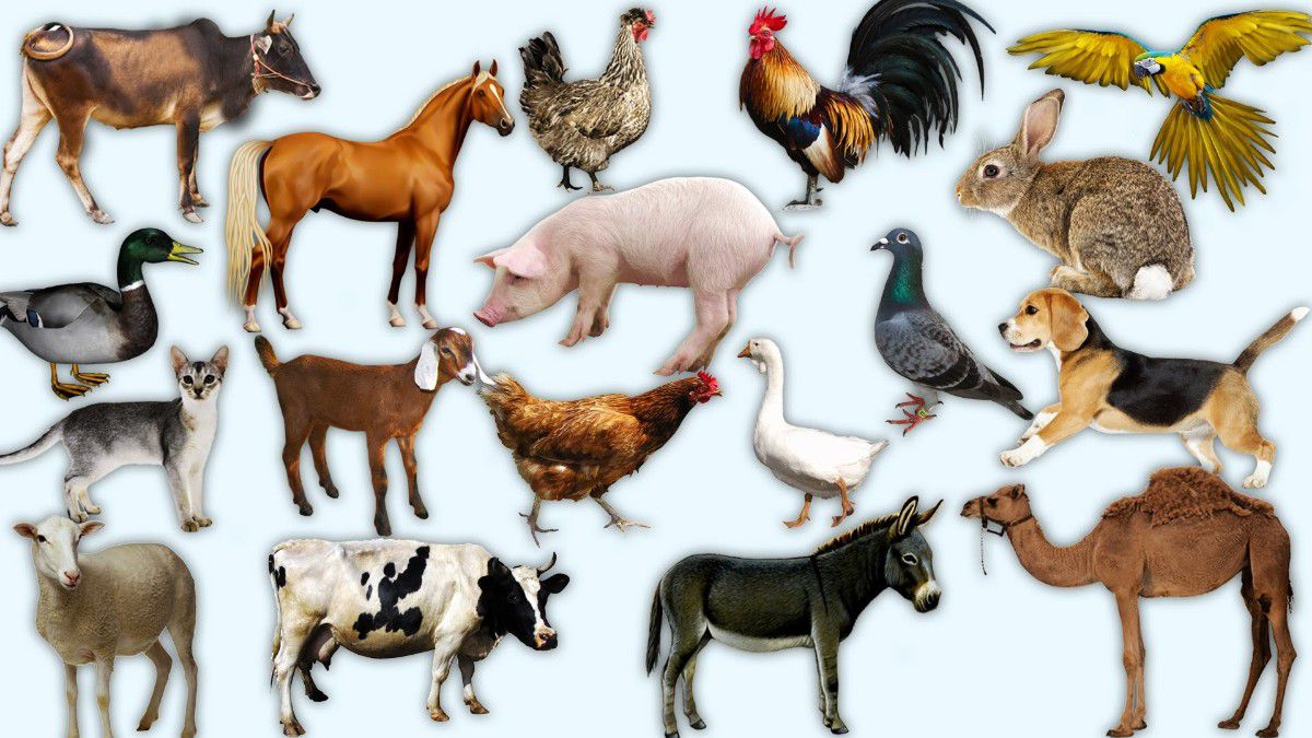Evcilleştirme ve Ehlileştirme: Neden Bazı Hayvanlar Evcilleştirilirken, Bazı Diğerleri Evcilleştirilemez? - Evrim Ağacı