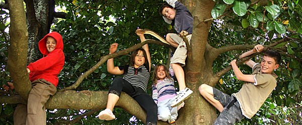 Ağaca tırmanmak hafızayı güçlendiriyor - Sağlık Haberleri